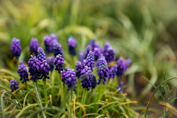 violet flowers in a rustic garden