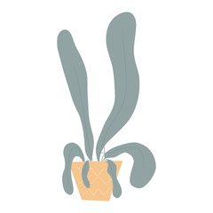 Obraz premium Hand drawn flat illustration of decorative houseplant in pot isolated on white background.