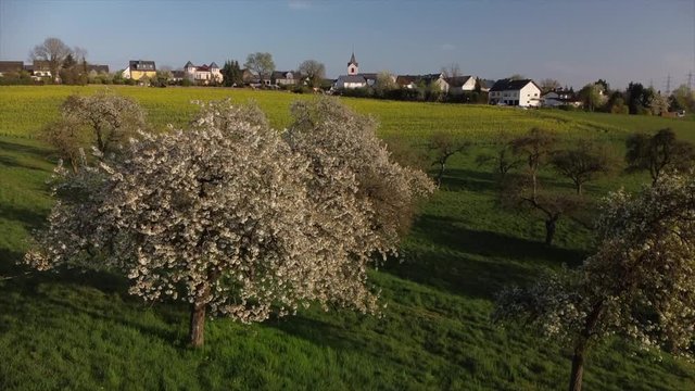 bl&uuml;hende Kirchb&auml;ume bei Dohr, Eifel, Rheinland-Pfalz, Deutschland