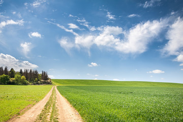 Spring landscape with dirt road between green fields