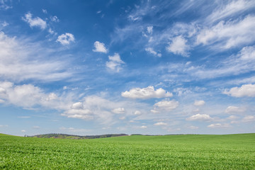 Green spring field under beautiful blue sky with clouds
