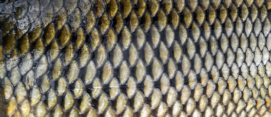 Background of Pattern fish scale big carp seafood