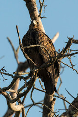Aigle ravisseur,.Aquila rapax , Tawny Eagle