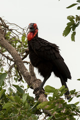 Bucorve du Sud, Grand calao terrestre, Bucorvus leadbeateri, Southern Ground Hornbill