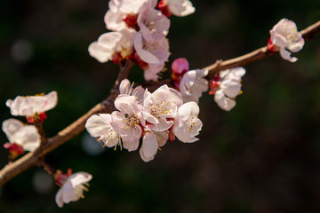 Young twig with cherry blossoms. The flowers are pink in color and with many pollen for pollination.