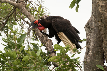 Bucorve du Sud, Grand calao terrestre, Bucorvus leadbeateri, Southern Ground Hornbill