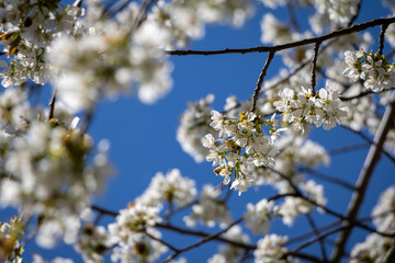 Detail of white cherry blossoms against blue sky