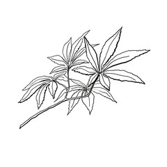 drawing branch with maple leaves red