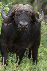 Naklejka premium Buffle d'Afrique, Syncerus caffer, Parc national Kruger, Afrique du Sud