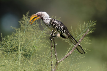 Calao leucomèle,.Tockus leucomelas, Southern Yellow billed Hornbill