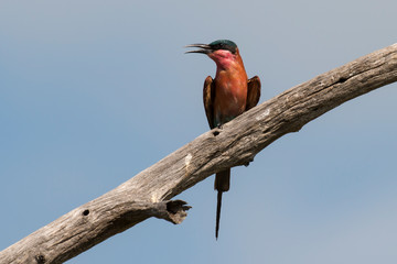 Guêpier carmin,.Merops nubicoides, Southern Carmine Bee eater