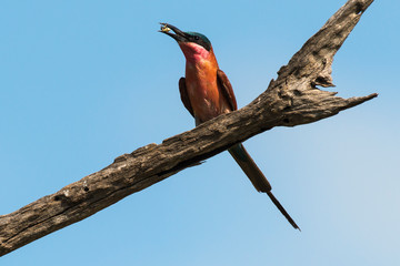 Guêpier carmin,..Merops nubicoides, Southern Carmine Bee eater