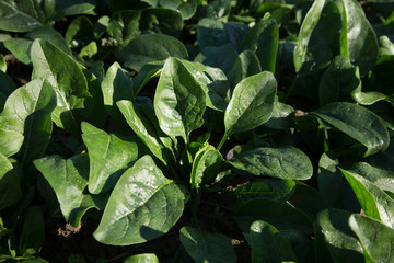 Obraz premium Spinachs from an organic garden.