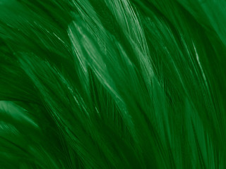 Beautiful abstract white and green feathers on white background and soft white feather texture on white pattern and green background, feather background , green banners