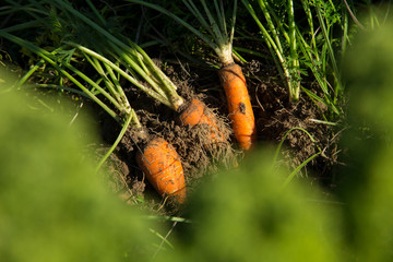 Carrots from an organic garden