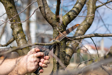 Closeup of a worker hand sawing a branch on a fruit tree. It's spring and it's a beautiful day in the orchard.