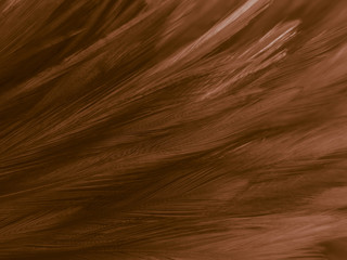 Beautiful abstract white and brown feathers on white background and soft yellow feather texture on white pattern and yellow background, feather background , gold banners