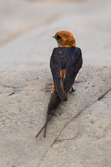 Hirondelle striée,.Cecropis abyssinica, Lesser Striped Swallow © JAG IMAGES