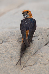 Hirondelle striée,.Cecropis abyssinica, Lesser Striped Swallow © JAG IMAGES
