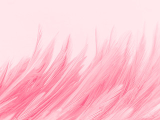 Beautiful abstract white and pink feathers on white background and soft white feather texture on pink  pattern and pink background, feather background, pink banners