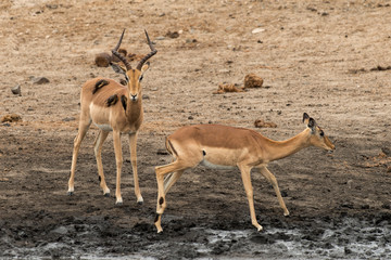 Impala, Aepyceros melampus