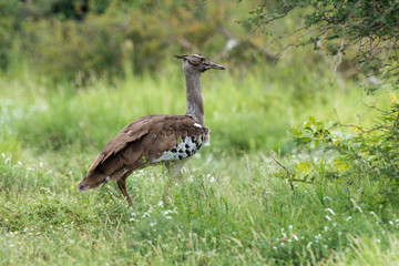 Outarde kori, Ardeotis kori, Kori Bustard, Afrique du Sud