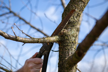 Closeup of a worker hand sawing a branch on a fruit tree. It's spring and it's a beautiful day in the orchard.
