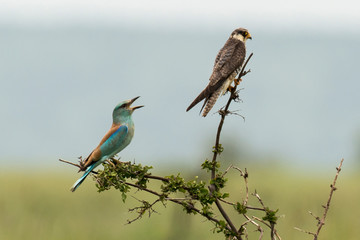 Faucon lanier,.Falco biarmicus, Lanner Falcon, Rollier d'Europe,.Coracias garrulus, European Roller