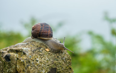 snail on a rock
