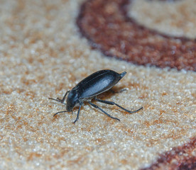 black beetle on a carpet closeup