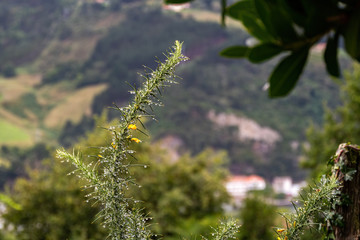 Green plant after the rain with yellow blooming and needles Genista Anglica (Petty Whin, Furze or Needle Whin), is a shrubby flowering plant of the family Fabaceae.