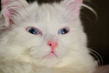 Turkish angora with blue eyes, close up