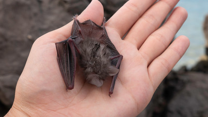 Baby bat i the woman's hand.