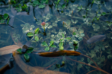 Green plants under water