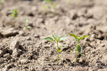 Two pepper sprouts. Planting a young seedling of pepper. Organic gardening. Step-by-step planting of sprouts.