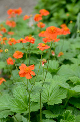 small orange flowers in the garden