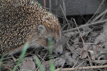 hedgehog on the ground