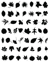 Leaves silhouettes. Set of leaves. Collection silhouettes of leaves. Bundle leaves. Vector illustration.