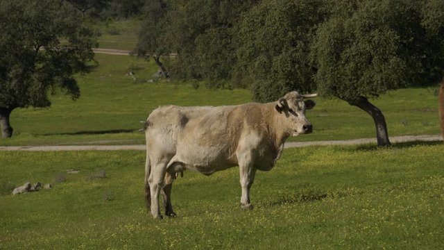 Retinta breed calves grazing in the spring of the Pedroches Valley. Limousin. Angus
