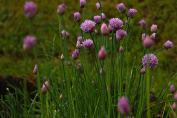 Obraz na płótnie Canvas purple flowers in the field