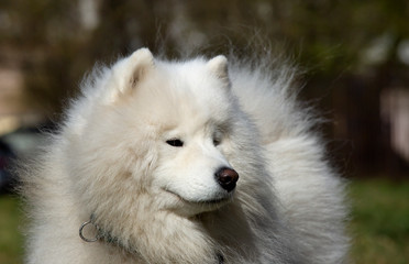 Fototapeta premium Beautiful white Samoyed Dog Outdoor Portrait
