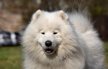 Beautiful white Samoyed Dog Outdoor Portrait