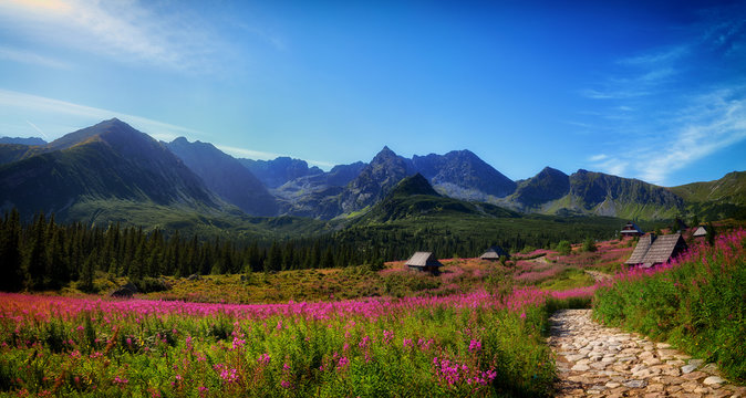 Hala Gąsienicowa w Tatrach w czasie kwitnienia wierzb&oacute;wki kiprzycy