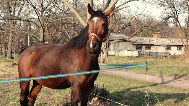 Close up view of brown horse in bright sunlight. Domestic animal, needs freedom, graceful horse. Caring for the animals, horseback riding