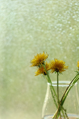 
yellow dandelions in a vase by the window