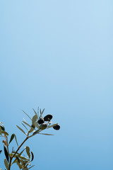 Olives on the branch on an olive tree on a sky background.