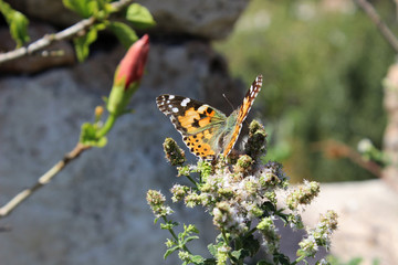 Mariposa monarca posa en una planta