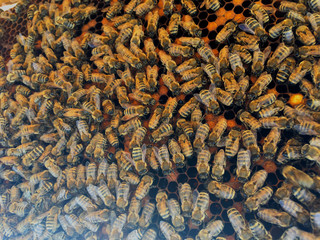 Abstract hexagon structure is honeycomb from bee hive filled with golden honey