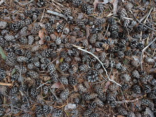 pine forest - a pattern of many cones
