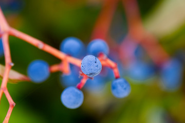 Close up shot of raw currants on the branches